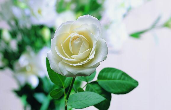 花藝培訓(xùn)：如何才能把花拍漂亮