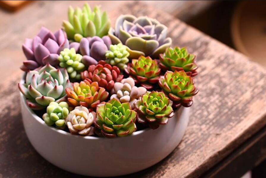 南寧花藝資訊：多肉花籃怎么做？