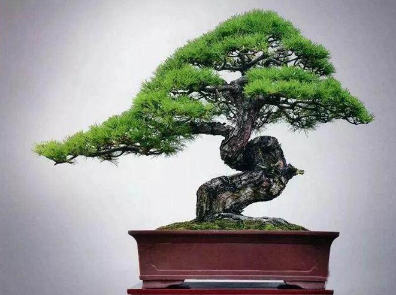 盆景制作3個注意事項，南寧婚慶花藝培訓(xùn)分享