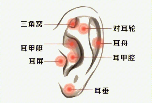 揉搓耳朵的好處，廣西美容經(jīng)絡培訓班課程