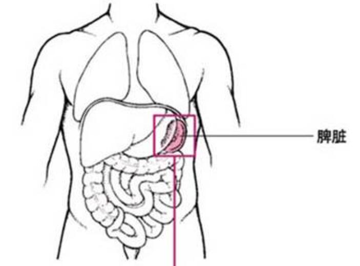 廣西學(xué)中醫(yī)美體：脾氣不足的現(xiàn)象
