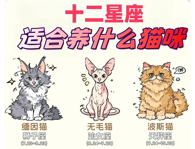 12星座適合養(yǎng)什么貓咪？
